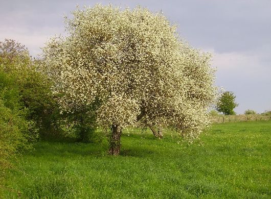 arbre cp en fleur